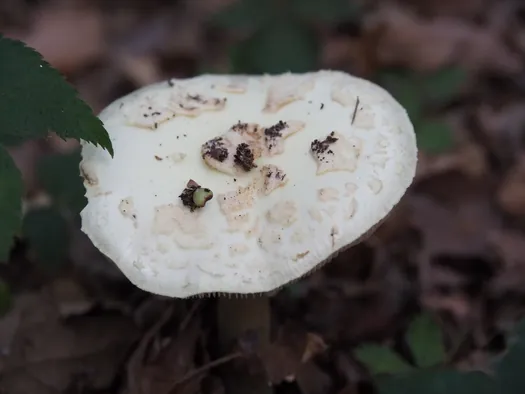Provinciaal Domein Lippensgoed-Bulskampveld (België)